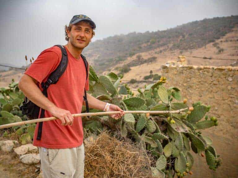 prickly pear cactus in morocco