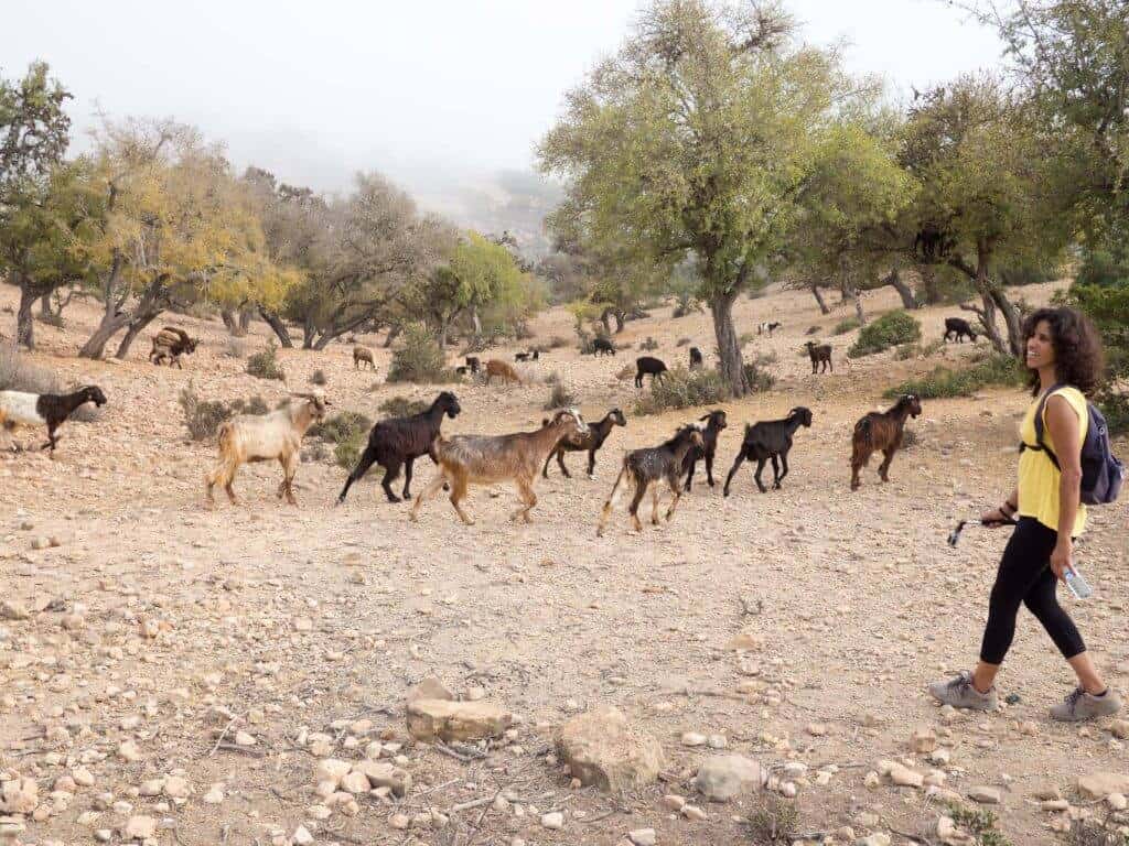 goats-hiking-girl-aourir