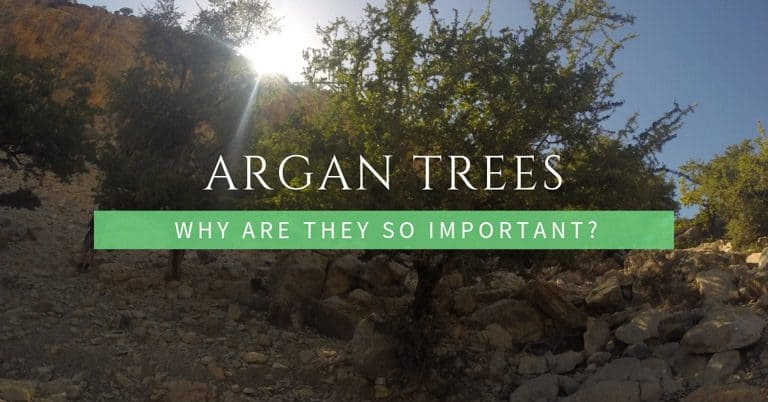 Argan Trees