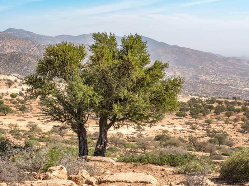 Why are Argan Trees so Important?