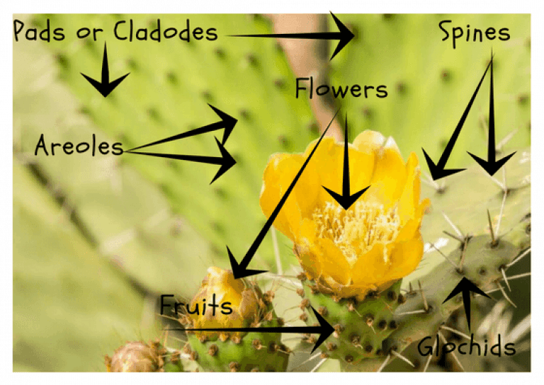 Opuntia ficus indica prickly pear cactus in morocco