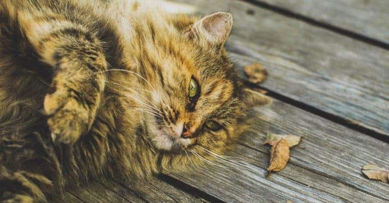 Cat in Taghazout