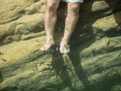 paradise-valley-fish-treatment