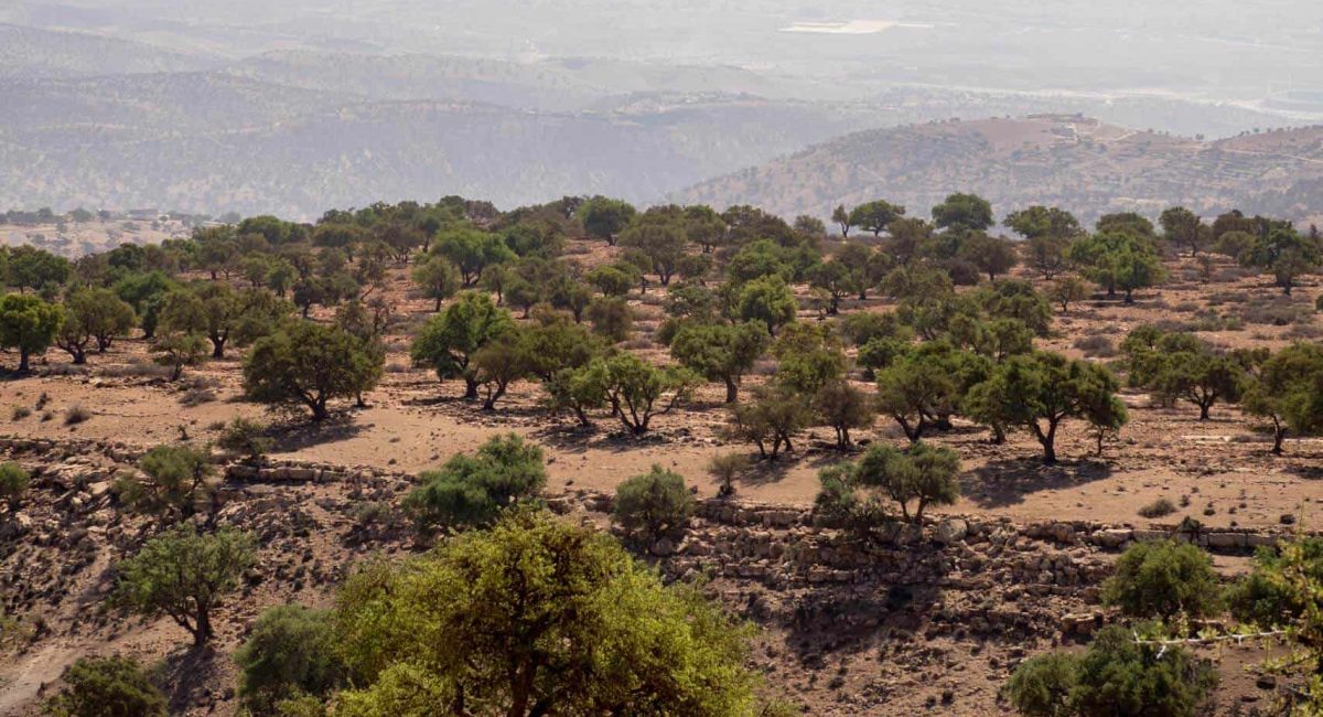 argan-forest