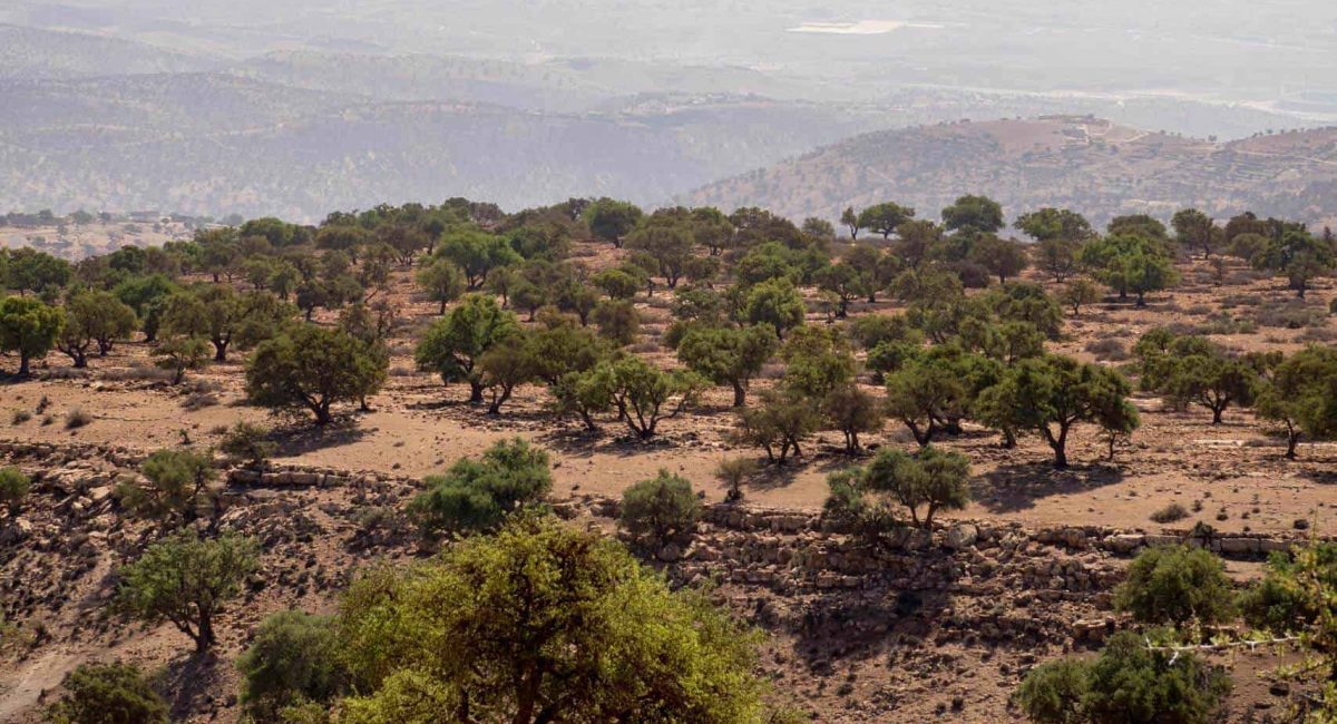 argan-forest