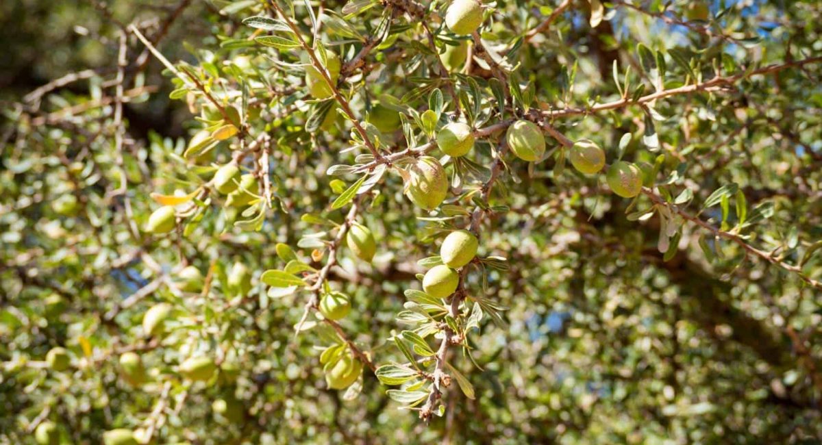 argan-nuts-hiking-agadir