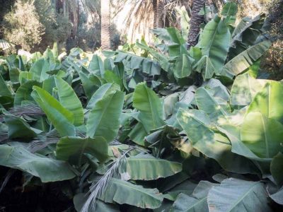 banana-village-hiking