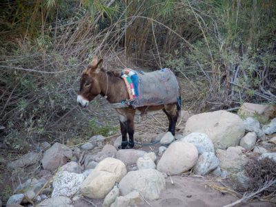 donkey-agadir-hiking