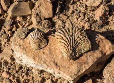 fossils-agadir