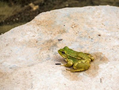 frog-taghazout