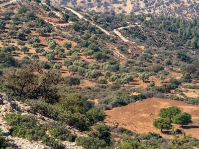 olive-trees-behind-agadir