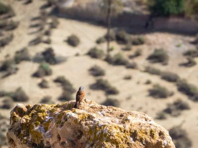 tamraght-hiking-birdswatching